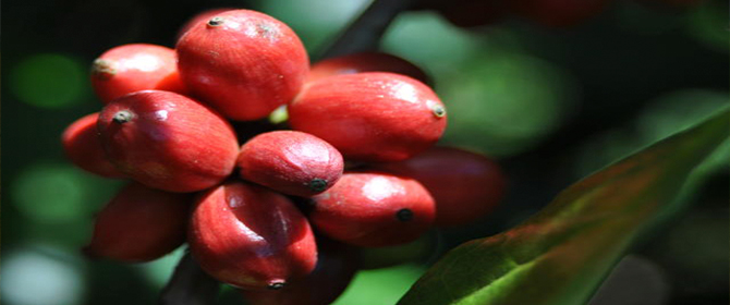 Amazônia produz robustas finos e cafés especiais com aromas diferenciados