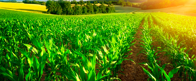 Catálogo de insumos naturais e biológicos para uso na agropecuária