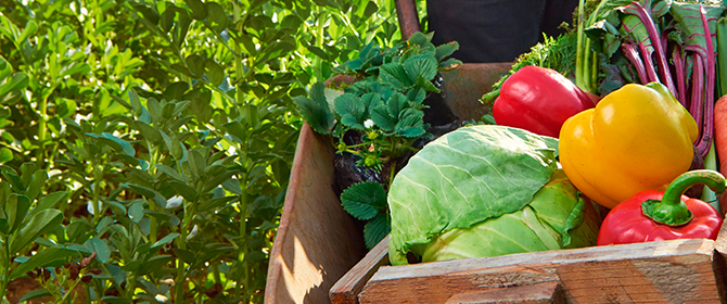 Como identificar se um alimento é orgânico