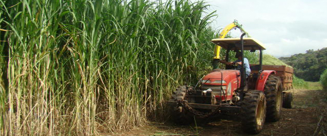 Curso de Silagem de capim