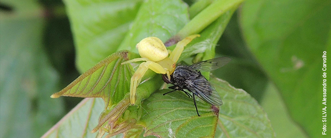 Guia InNat - Guia para o reconhecimento de inimigos naturais de pragas agrícolas