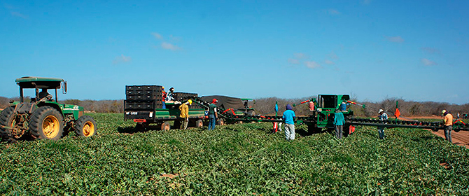 Mais de 95% do melão exportado pelo Brasil é produzido no RN