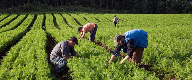 Ministério da Defesa é um dos pioneiros nas compras institucionais da agricultura familiar