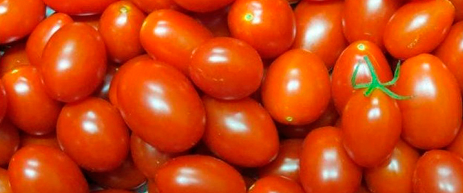 Novo tomate desenvolvido na Embrapa pode conter três vezes mais licopeno