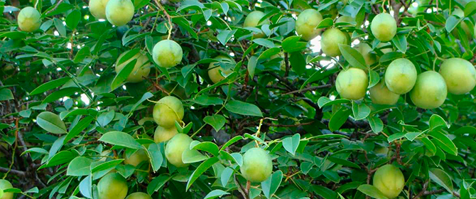 Umbu, Imbu - A fruta e o cultivo